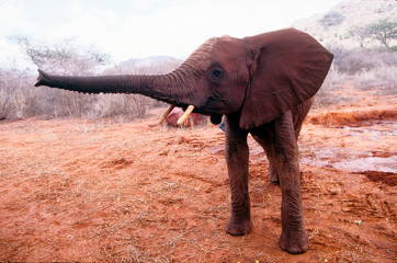 Elefantenwaisen, Kenia