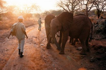 Elefanten Waisen, Kenia 