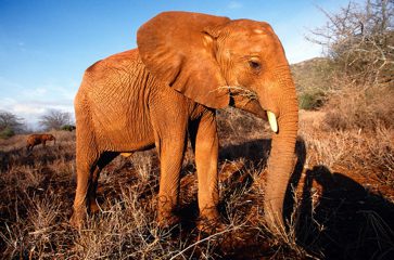 Elefanten Waisen, Kenia 