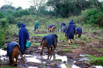 Elefanten Waisen, Kenia