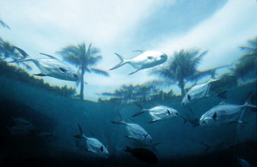 Atlantis, Paradise Island, Bahamas