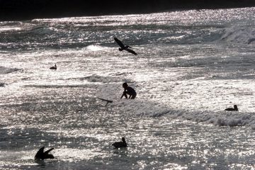 Pelikan Surf, Tortola, BVI